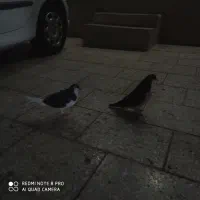 ک بو تر|پرنده|رضویه, |دیوار