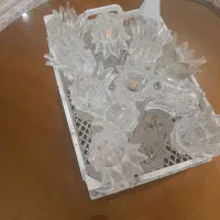 تعدادی لاله لوستر