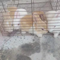 خرگوش