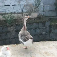 غاز ، اردک اسرائیلی|حیوانات مزرعه|کلاچای, |دیوار