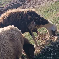 گوسفند|حیوانات مزرعه|بیرانوند, |دیوار