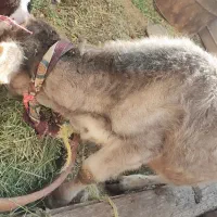 گوساله نر|حیوانات مزرعه|گلپایگان, |دیوار