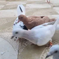 کرمونی شکلاتی