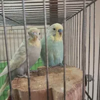 مرغ عشق مولد اسپانگل