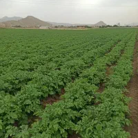 فروش زمین کشاورزی|فروش دفتر صنعتی، کشاورزی، تجاری|بیستون, |دیوار