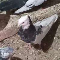 کبوتر نامه بر کوهی و طوقی و تهرانی