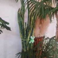 گل سانسوریاسرحال پرپشت