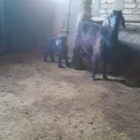 بزوبزغاله|حیوانات مزرعه|صحنه, |دیوار