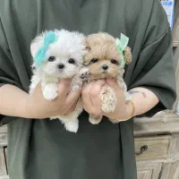 توله های کوچولو مالی تیپو