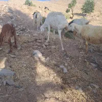 قوچ مفت چینی