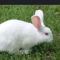 خرگوش (دوشان) اهلی نژاد هندی/ملکان