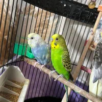 مرغ عشق سالم سرحال