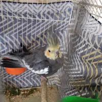 عروس هلندی نر