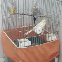 پرنده فروشی فوری