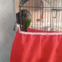 طوطی گرینچیک|پرنده|مشکیندشت, |دیوار