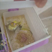 عروس هلندی جوجه ۳ ماهه  ۲ تا  سالم