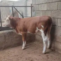 تهیه انواع گوساله های سیمینتال و هلشتاین دورگ محلی|حیوانات مزرعه|بندر ترکمن, |دیوار