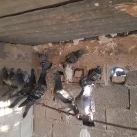 کبوتر پلاکی در شهر خنچ|پرنده|شیراز, ارم|دیوار