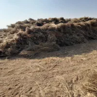 جاروی فراشی عمده|خدمات نظافت|حبیب آباد, |دیوار