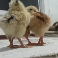 جوجه مرغ گلپایگان
