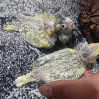 جوجه عروس هلندی سرلاکی|پرنده|اهواز, کوی جانبازان(دانش)|دیوار