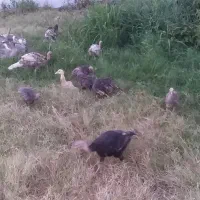 فروش بوقلمون ۵ ماهه