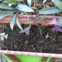 اسپری نادر. توضیحات تماس