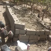 کود بوقلمون