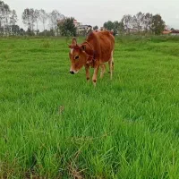 لیشه گاو ماده