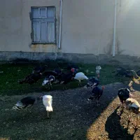 بوقلمون|حیوانات مزرعه|اردبیل, |دیوار