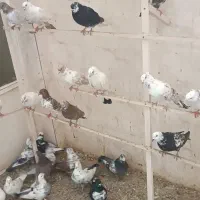 کبوتر|پرنده|ارومیه, |دیوار