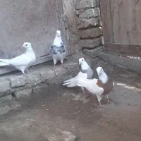 کفتر طوقی|پرنده|کبودرآهنگ, |دیوار