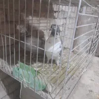 عروس هلندی و کفتر|حراج|یزد, |دیوار