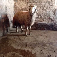 بره نر پای پروار