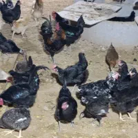 مرغ و خروس|حیوانات مزرعه|آبپخش, |دیوار