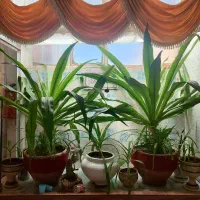 گل برگ موزی