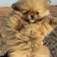 واگذاری دو توله سگ پامرانین اصیل|سگ|خلیل آباد, |دیوار