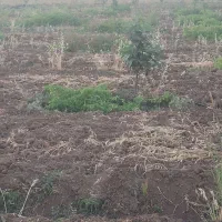 باغ ۴۵۰۰ بر اصل جاده سراب نیلوفر