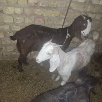 میش و بره  چاق وگیسه ابستن|حیوانات مزرعه|رفسنجان, |دیوار