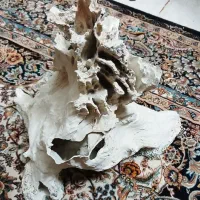 اکواریوم شیشه خم|ماهی|فردیس, فردیس|دیوار