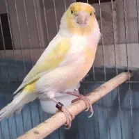 قناری ماده موزاییکی یک ساله