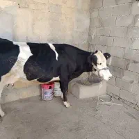 فروشی|حیوانات مزرعه|مسجد سلیمان, |دیوار