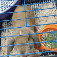 واگذاری خرگوش لوپ نر