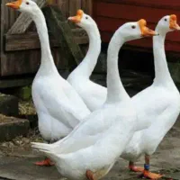 جوجه قوغاز، بوقلمون برنز ماده، اردک، خروس|حیوانات مزرعه|مشهد, شیرودی|دیوار