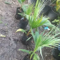 پالم|گل و گیاه طبیعی|آستارا, |دیوار