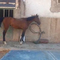 مادیان ۴سال با کره مادیان