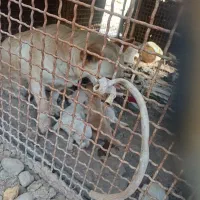 پنج‌عدد توله پاکوتاه