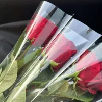 گل طبیعی رز تک شاخه ای|گل و گیاه طبیعی|اهواز, کوی طلاب|دیوار
