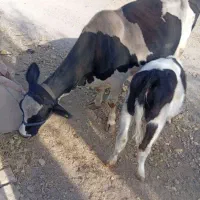 گاو شیری|حیوانات مزرعه|شال, |دیوار