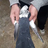 کبوتر|پرنده|شیراز, احمدآباد|دیوار